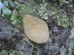 Quercus mcvaughii