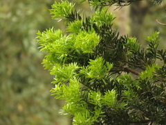 Podocarpus oleifolius