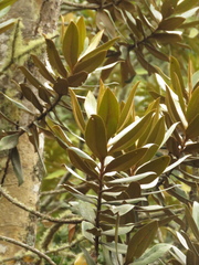 Ocotea caesariata