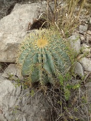 Ferocactus glaucescens