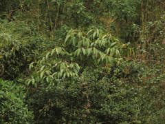 Citharexylum subflavescens