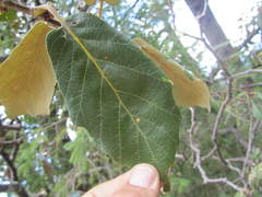 Quercus mcvaughii