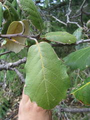 Quercus mcvaughii