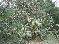 Quercus mcvaughii