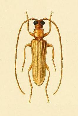 Doesus