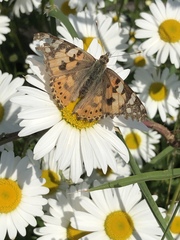 Vanessa cardui