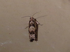 Pseudexentera spoliana