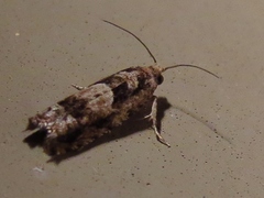 Pseudexentera spoliana