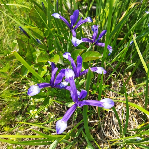 Small spuria iris (Iris sintenisii)