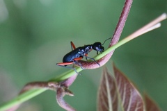 Neocollyris