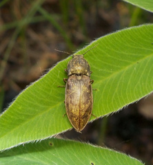 Prosternon tessellatum