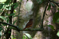 Red-Tailed Ant-Thrush photo 2