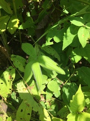 Lithospermum parviflorum
