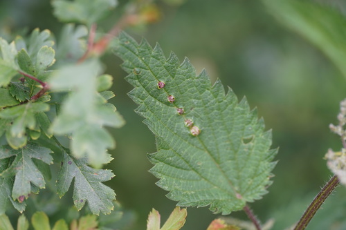 Nettle Pouch Gall Midge, Vijlen, Netherlands, photo 3 of 10