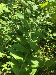 Lithospermum parviflorum