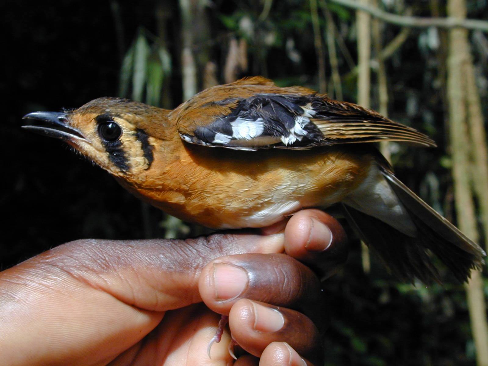 Black-eared Ground-Thrush illustration
