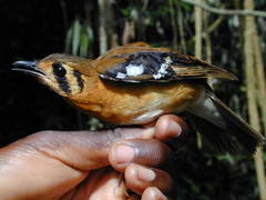 Black-Eared Ground-Thrush photo 1