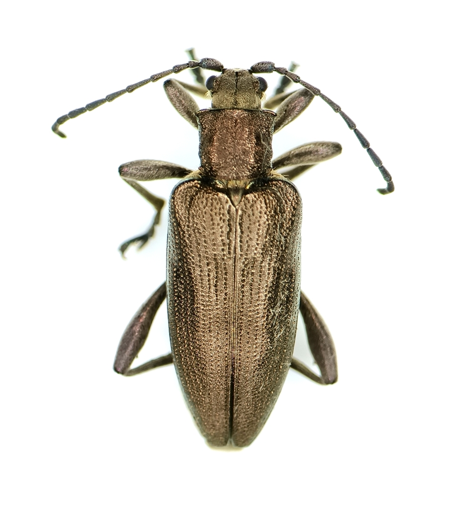 Donacia obscura