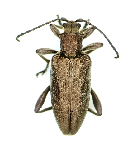 Donacia obscura