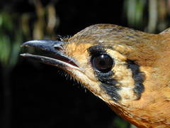 Black-Eared Ground-Thrush photo 2