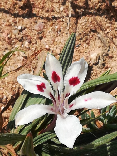 Babiana tubulosa