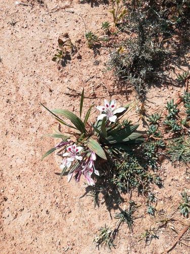 Babiana tubulosa