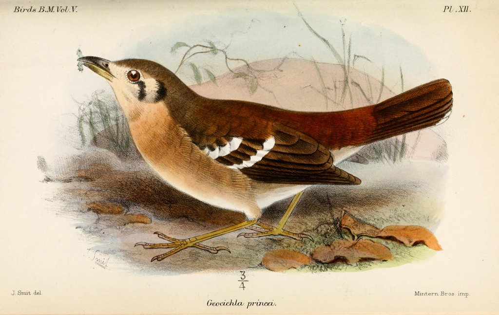 Grey Ground Thrush