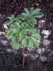 Heptapleurum actinophyllum