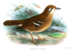 Grey Ground Thrush photo 2