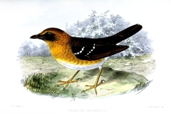 Crossley's Ground-Thrush photo 2