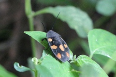 Therea regularis