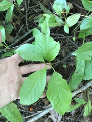 Viburnum cassinoides image
