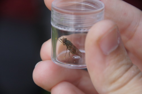 Heineken Fly, Vijlen, Netherlands, photo 7 of 10