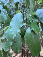 Englerophytum natalense