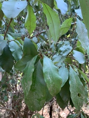 Englerophytum natalense