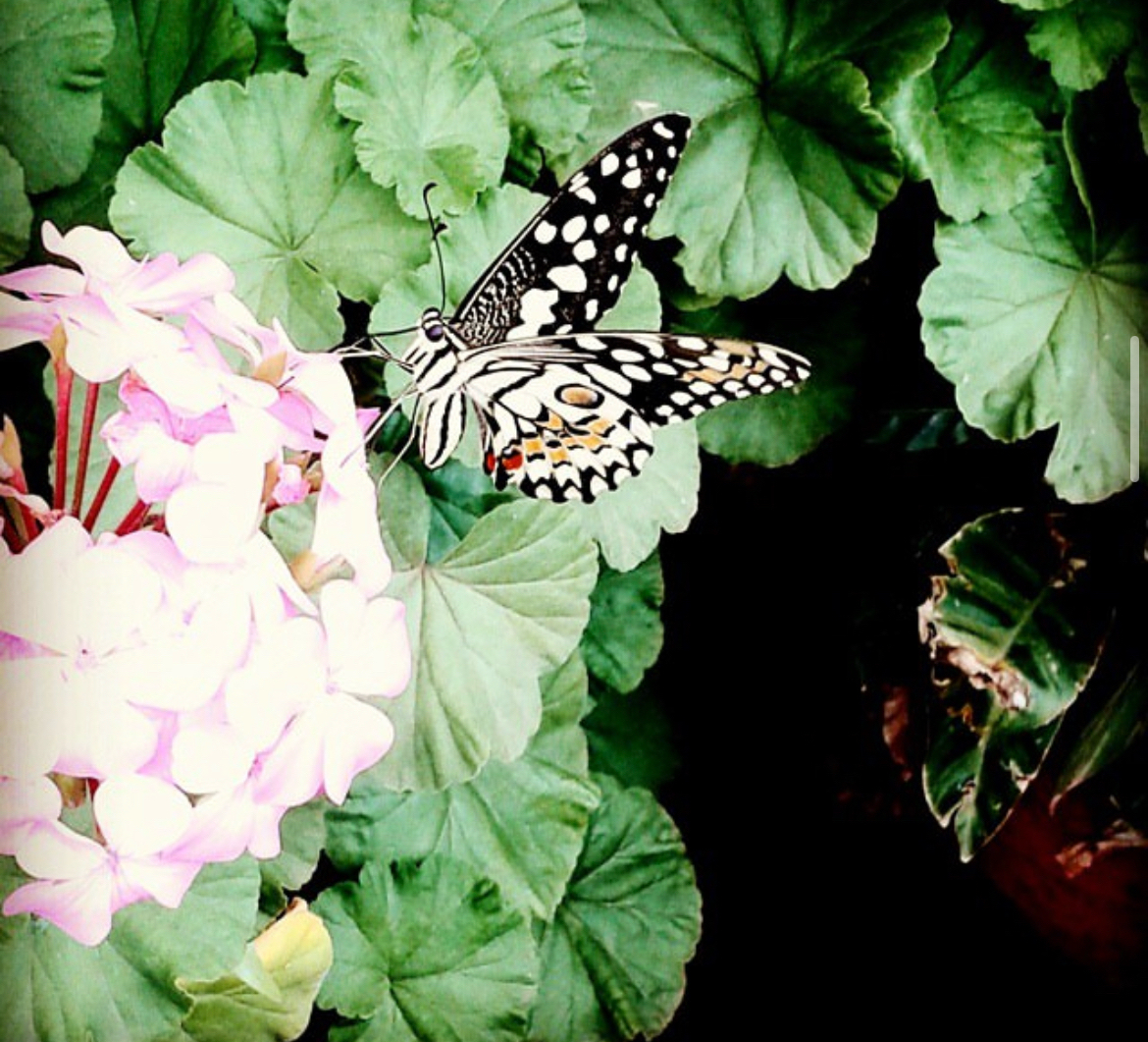 Lime Swallowtail