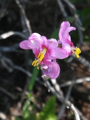 Ixia scillaris scillaris