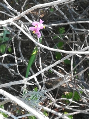 Ixia scillaris scillaris