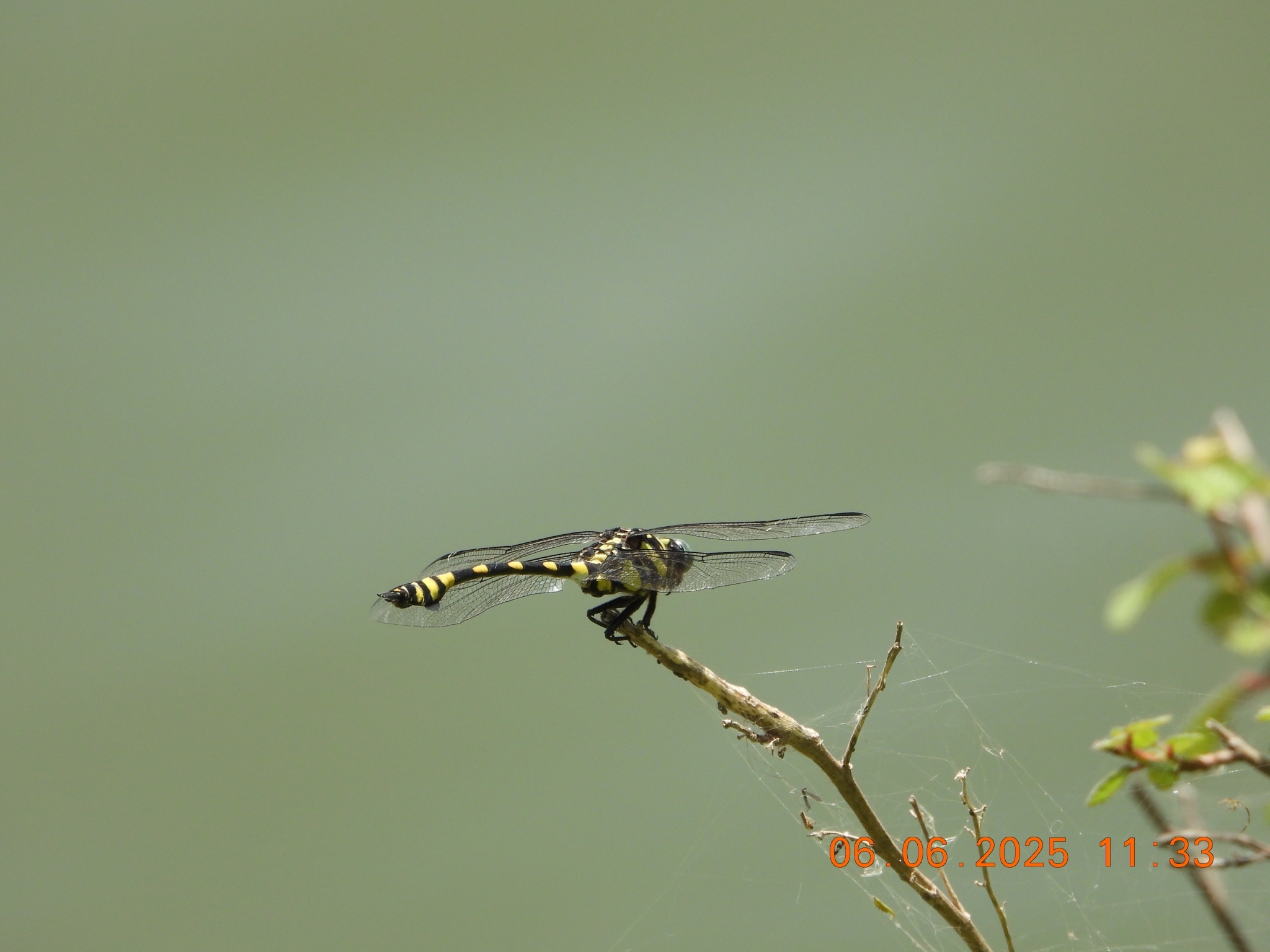 Indian Common Clubtail