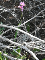 Ixia scillaris scillaris