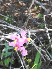 Ixia scillaris scillaris