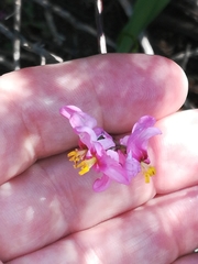 Ixia scillaris scillaris