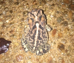 Anaxyrus terrestris