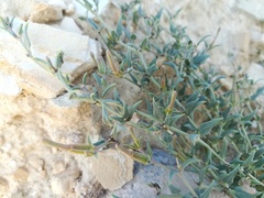 Acleisanthes