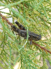 Agroecotettix modestus