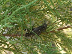 Agroecotettix modestus