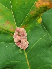 Callirhytis piperoides