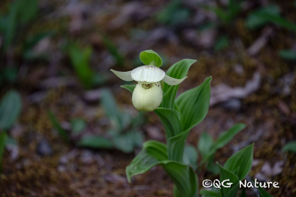 Cypripedium flavum