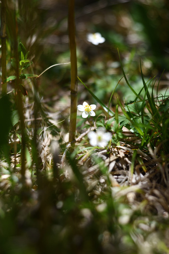 Anemone stolonifera iNat (1)