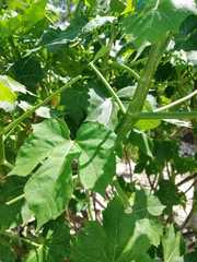 Cnidoscolus aconitifolius